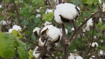 Santiago del Estero pidió la prórroga del fondo de fomento para la actividad algodonera