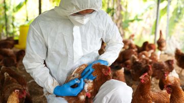 Confirman la primera muerte humana a causa de la gripe aviar H5N2