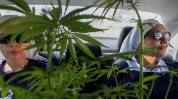El fenómeno de las “monjas de la marihuana”: revolución en la agricultura en México