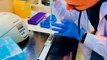 Científicos del INTA logran un paso clave para combatir a la “chicharrita” del maíz