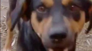 Un perro se convierte en héroe al salvar a su dueño de un incendio