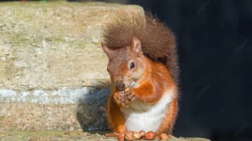 Madre encuentra ardillas en la pared de la habitación de su hija, desmintiendo el mito de los ‘monstruos’