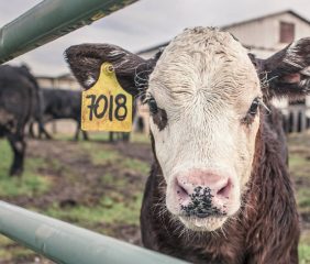 Carne en alza: advierten que no hay “boom ganadero” sino falta de hacienda