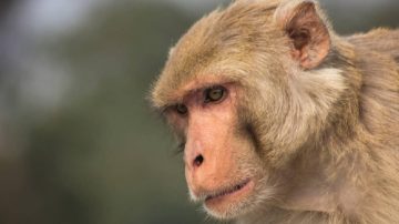 Viruela del mono en Argentina: casos confirmados y advertencia de la OMS