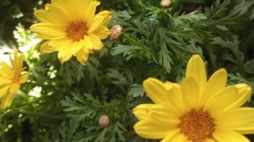 Flores amarillas: “Nos hacen pensar que todavía se cree en la energía que transmiten”