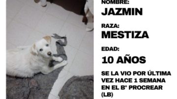 WhatsApp: continúa la búsqueda de la perrita Jazmín en La Banda