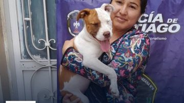 Robaron una cachorra pitbull y la vendieron a 40 mil pesos: la Policía logró regresarla a su dueña