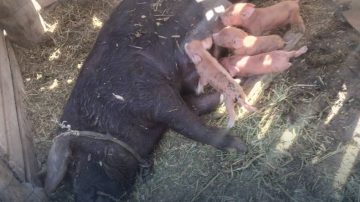 Le robó la chancha a su vecino porque le comía el sembrado y al otro día tuvo cuatro crías