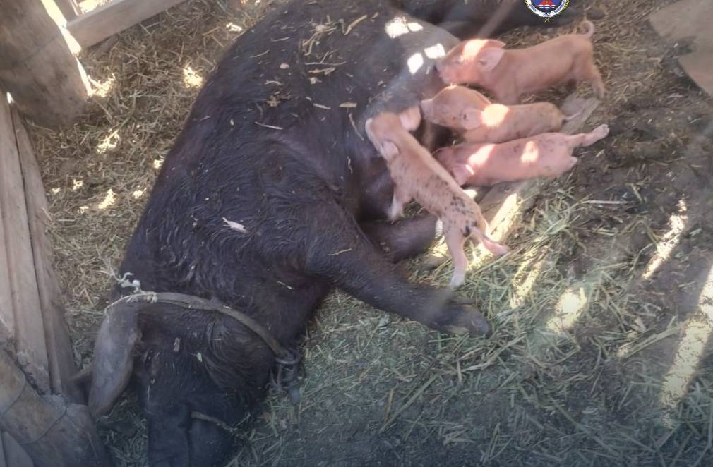 Le robó la chancha a su vecino porque le comía el sembrado y al otro día tuvo cuatro crías
