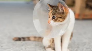 Organizan una jornada de castración para felinos en La Banda