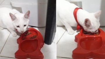 Este gatito se perdió en el Barrio Villa del Carmen y su familia lo busca