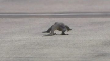 Un lagarto suelto en Singapur obligó a frenar las pruebas libres