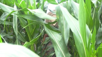 Santiago del Estero sigue escalando posiciones en un ranking exportador