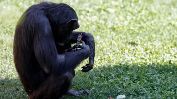 El conmovedor duelo de Natalia, la chimpancé que cargó el cuerpo de su cría por siete meses