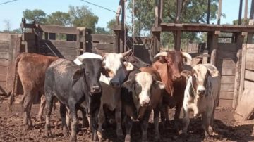 Manogasta: delincuentes mataron cuatro animales vacunos y se robaron el que quedaba