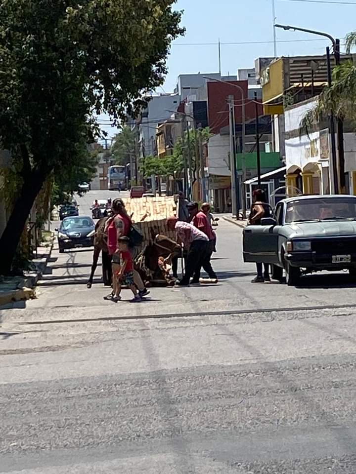 Maltrato animal en Las Termas