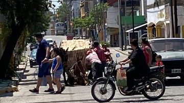 Indignación en Las Termas por un caso de maltrato animal extremo