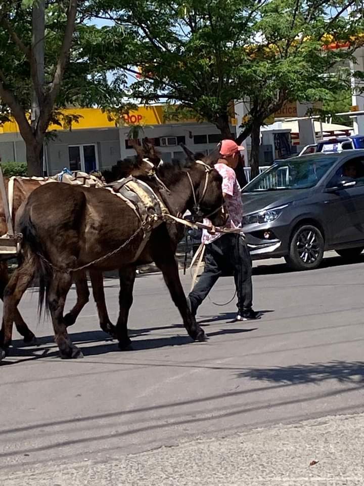 Maltrato animal en Las Termas