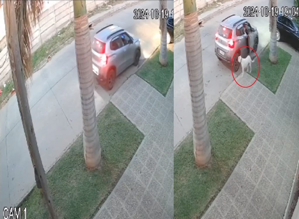 VIDEO | Robaron a un perrito de la vereda de su casa y todo quedó grabado