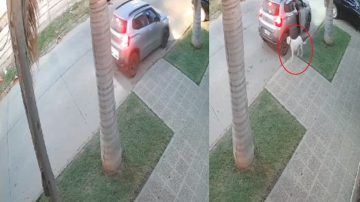 VIDEO | Robaron a un perrito de la vereda de su casa y todo quedó grabado