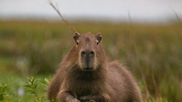 Viral: carpincho se pasea por la Avenida Costanera en Termas de Río Hondo
