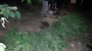 Frías: secuestran 40 plantas de marihuana y detienen a un hombre