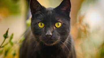 Halloween: por esta razón debes proteger a los gatos negros en octubre
