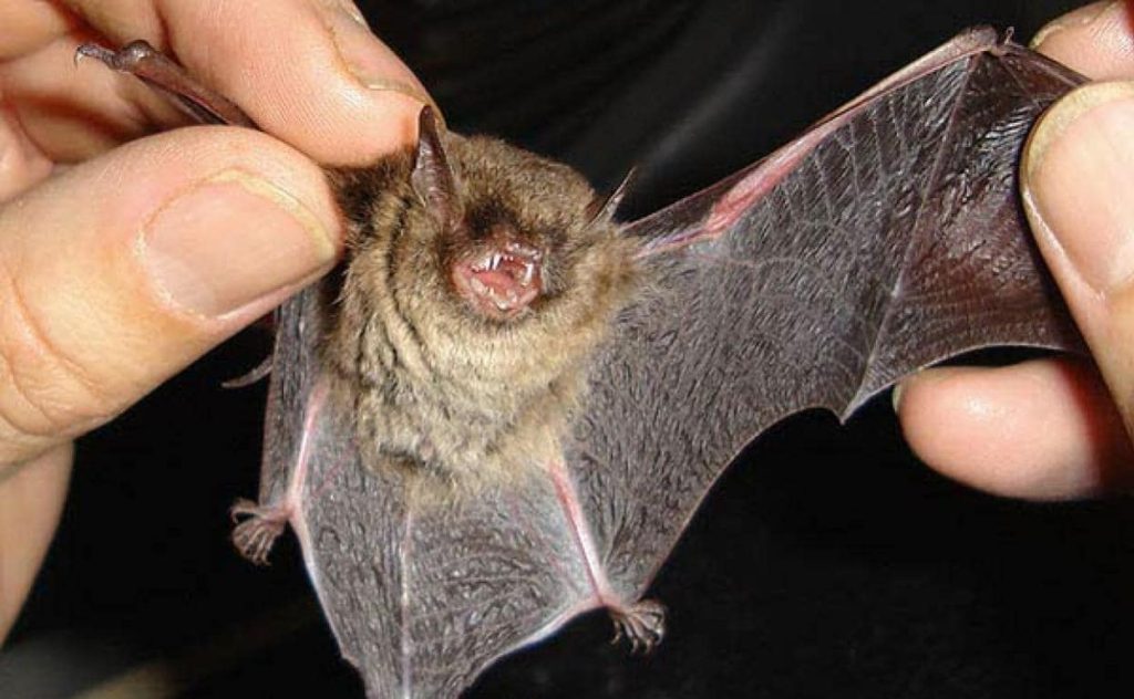 Un niño murió tras sufrir rabia: hallaron un murciélago en su pieza