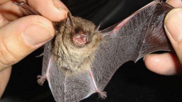 Un niño murió tras sufrir rabia: hallaron un murciélago en su pieza