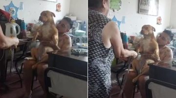 VIRAL. Curaron del empacho a su perro y fueron furor en TikTok
