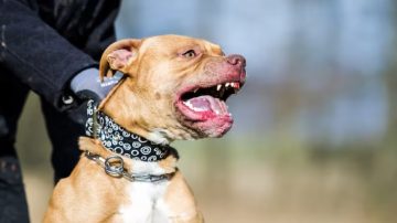 Un niño fue brutalmente atacado por el pitbull de su familia en Quimilí