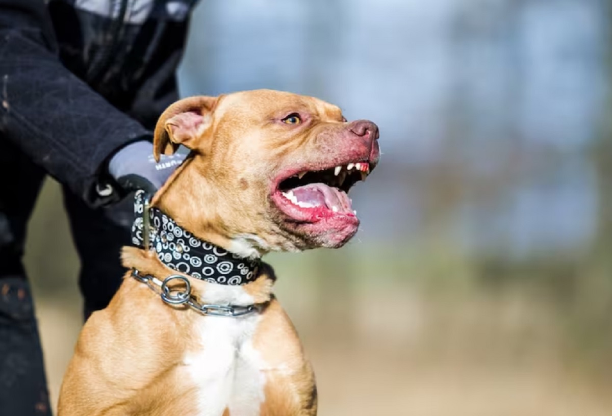 Brutal ataque de pitbull en el B° Rivadavia.