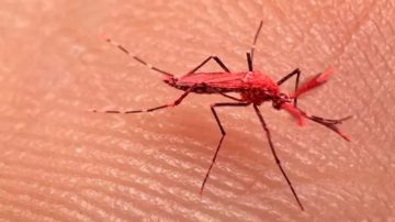 Mosquitos rojos: porqué razón los ‘crearon’ y su rol clave contra el dengue