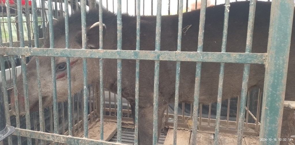 Rescatan y devuelven a su hábitat natural a un ejemplar de tapir
