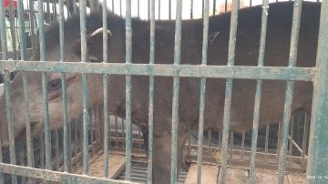 Rescatan y devuelven a su hábitat natural a un ejemplar de tapir