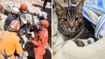Emoción: hallan entre los escombros a la gata de una de las víctimas del derrumbe del hotel Dubrovnik
