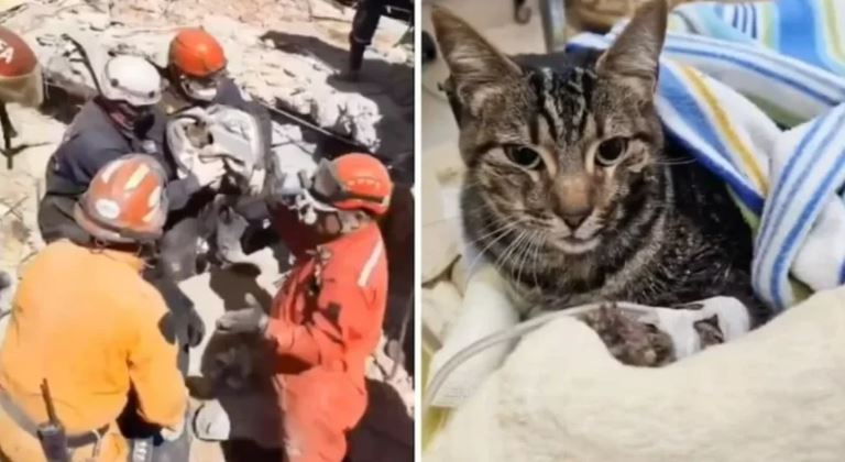 Emoción: hallan entre los escombros a la gata de una de las víctimas del derrumbe del hotel Dubrovnik