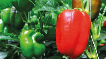Informe revela que Santiago cuenta con condiciones de suelo idóneas para el cultivo de pimiento