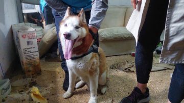 La policía rescató a Drako, un perro cruelmente abandonado por su dueño