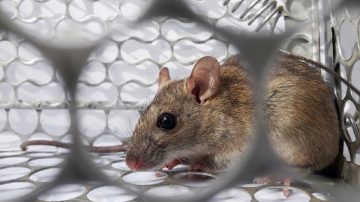 Murió un hombre por hantavirus y hay máxima preocupación