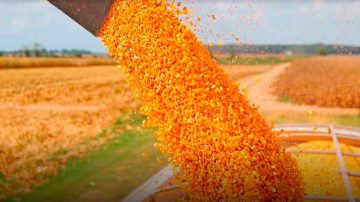 Las exportaciones de maíz argentino crecieron un 100% en octubre