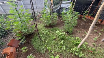 Hermanos acusados de robo tenían una plantación de cannabis