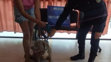 Recuperan una cachorra pitbull que robaron y vendieron