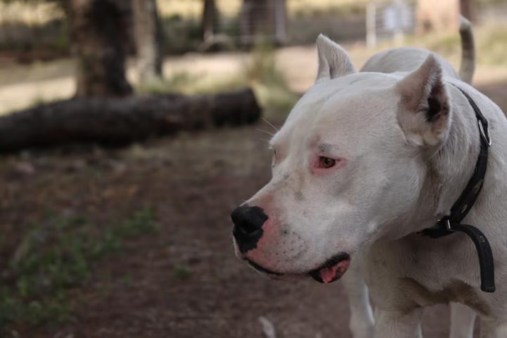Condenan a dueño de un perro a pagar 32 millones de pesos