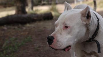 Condenan a dueño de un perro a pagar 32 millones de pesos