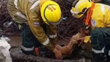 Perro rescatado de brea en Quimilí necesita ayuda veterinaria