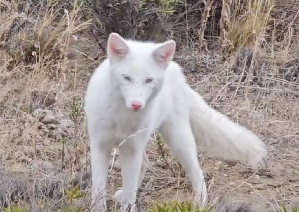 Viral: captan a un zorro albino en la Patagonia y es furor