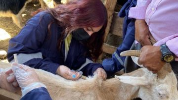 INTA, UNSE y Conicet impulsan formación sobre manejo sanitario caprino en Tipiro