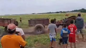 VIDEO | Denuncian brutal maltrato animal: obligan a caballos a “tironearse” hasta el agotamiento
