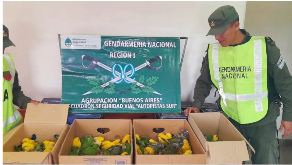 Detienen la marcha de un rodado y el sonido los delató: llevaban 94 cotorras sin agua ni comida